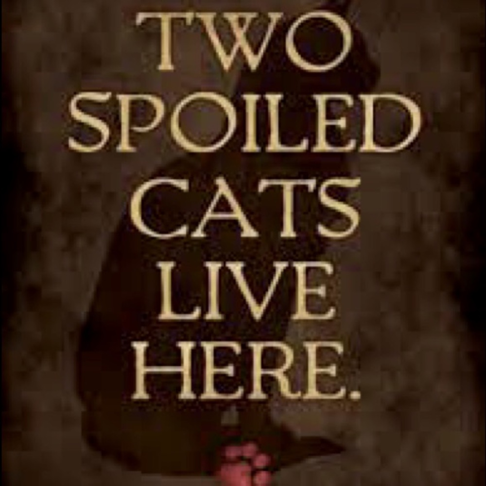 Cat friendly home